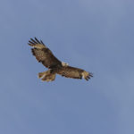 Buse variable vol 2