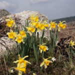 Jonquilles