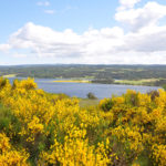 lac genet
