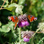 papillon