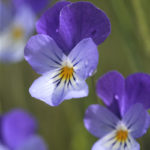 viola lutéa